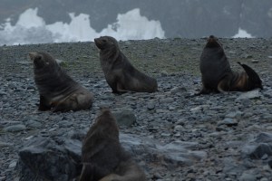Fur Seals on Half Moon Island 2-25-07 (13) - Copy