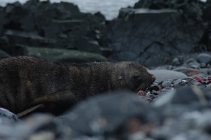 Fur Seals on Half Moon Island 2-25-07 (14) - Copy