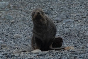 Fur Seals on Half Moon Island 2-25-07 (23) - Copy