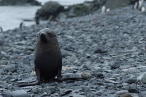 Fur Seals on Half Moon Island 2-25-07 (30)