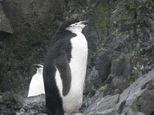 Half Moon Island - 2-25-07 (3)