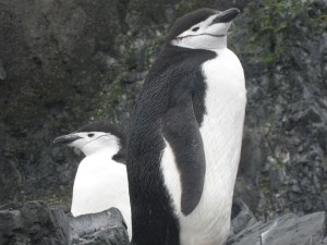 Half Moon Island - 2-25-07 - Copy