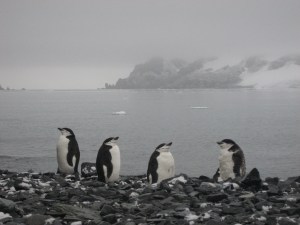 Half Moon Island - February 25-2007 (39) - Copy