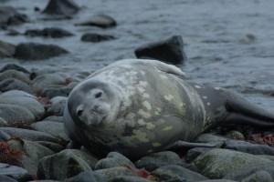 Weddell Seal on Half Moon Island 2-25-07 (11)