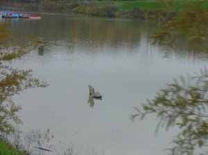 Emily at Triathon Swim (3)